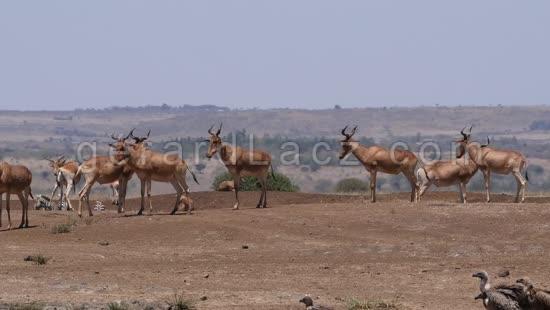 Bubale, alcelaphus buselaphus, Groupe dans la Savane, Parc de Nairobi au Kenya, Temps Reel 4K 