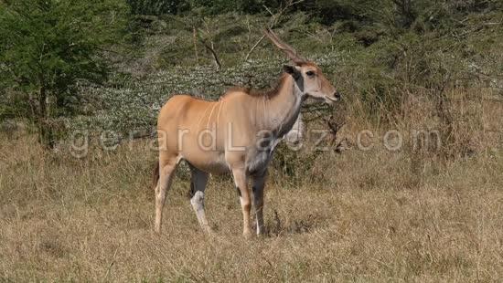 Eland du Cap, taurotragus oryx, Adulte dans la savane, Parc de Nairobi au Kenya, Temps Reel 4K 