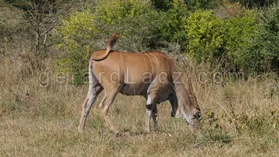 Eland du Cap, taurotragus oryx, Adulte dans la savane, Parc de Nairobi au Kenya, Temps Reel 4K 