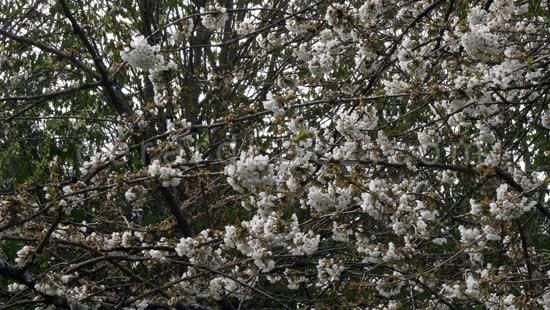 Vegetation