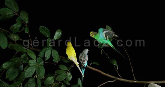Budgerigar