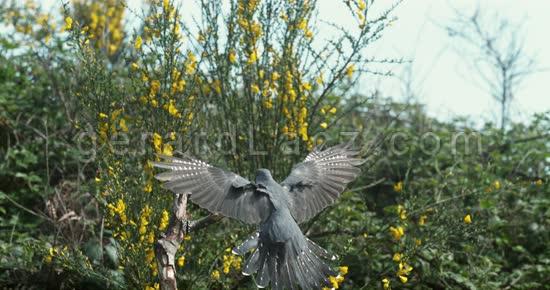 Cuckoo