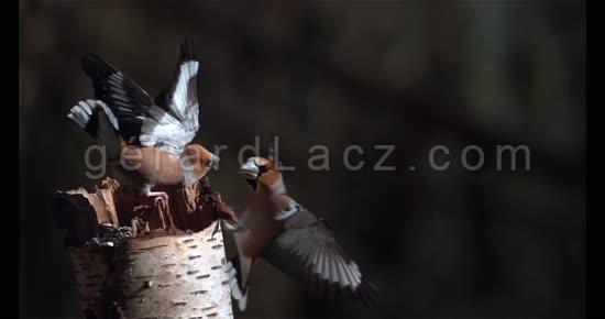 Hawfinch